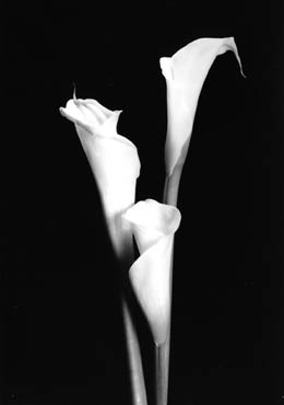 Calla Lilies