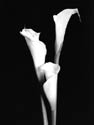 Calla Lilies