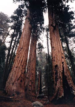 Sequoia's
