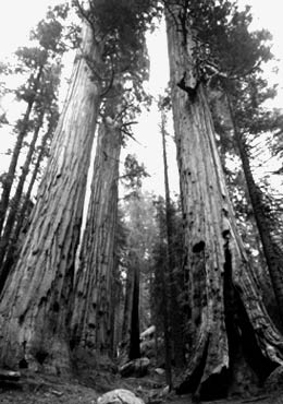 Sequia Trees